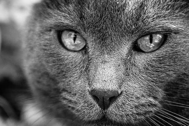 Guide d'achat : Les meilleurs produits pour animaux