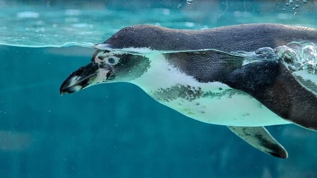 Mastering Swimming Techniques: A Comprehensive Guide