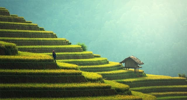 Guide d'Achat : Fonctions des Foreuses de Plantation