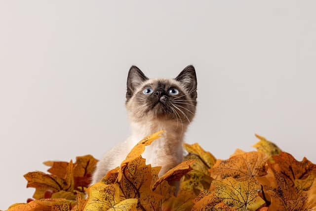 Ultimate Guide to Seasonal Pet Products for Every Budget