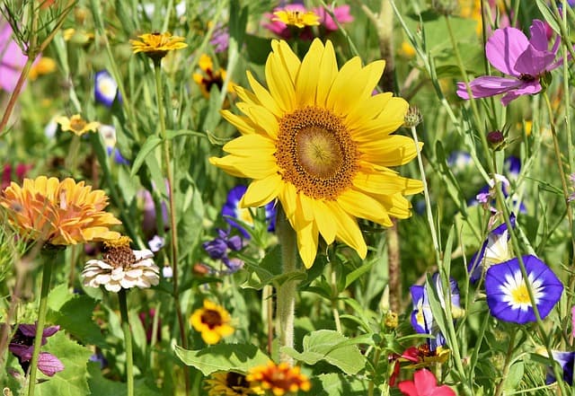 Guía completa sobre jardinería en casa