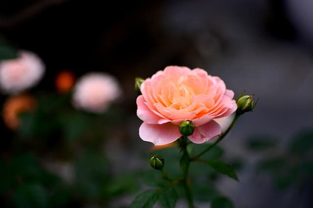 Cómo Decorar Tu Jardín: Guía Completa y Comparativa