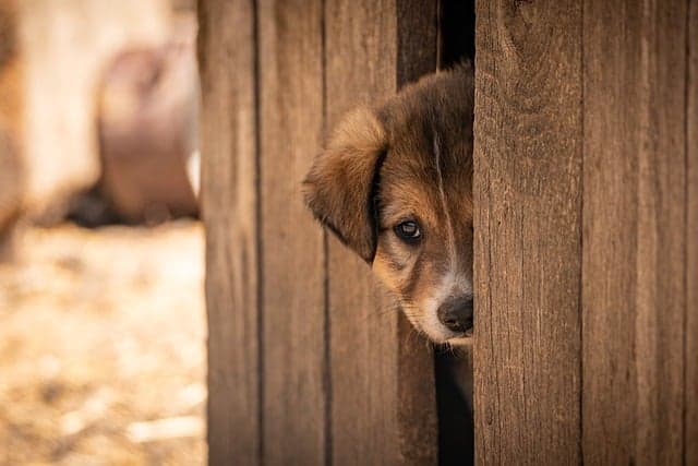 Essential Pet Adoption Tips to Avoid Mistakes